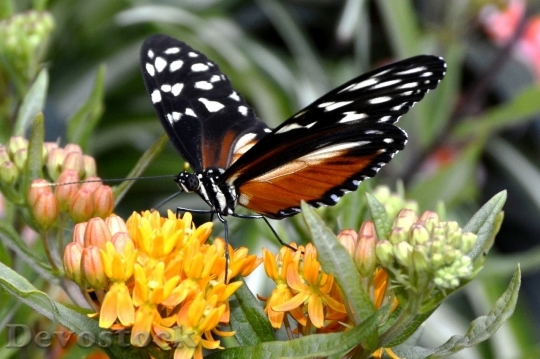 Devostock Butterfly colorful  (37)