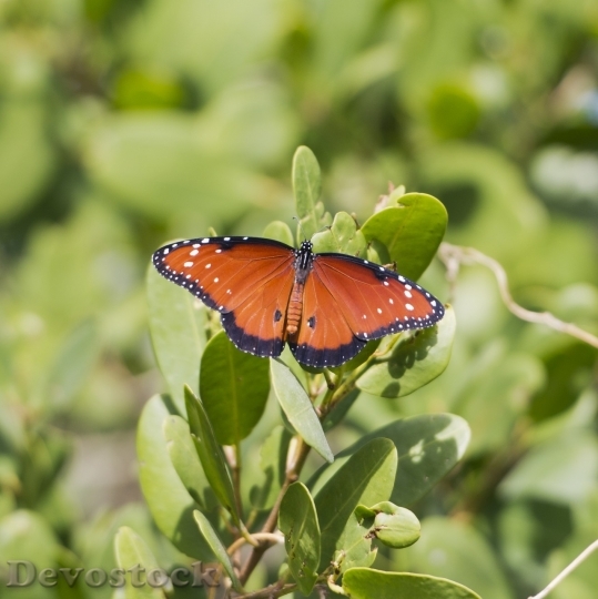 Devostock Butterfly colorful  (372)