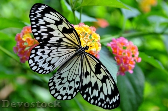 Devostock Butterfly colorful  (373)