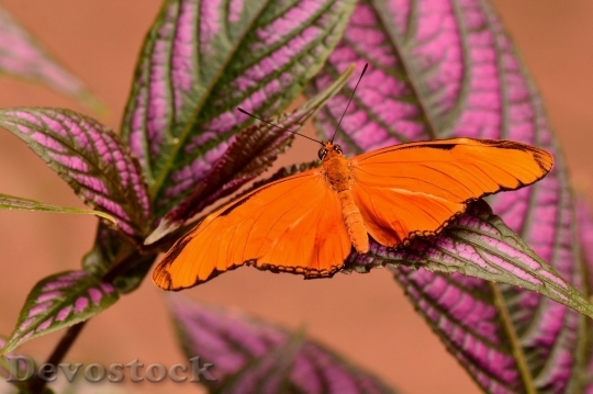 Devostock Butterfly colorful  (374)