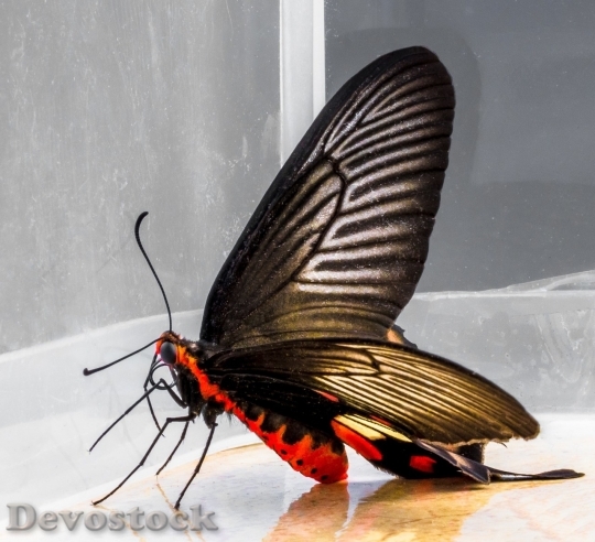 Devostock Butterfly colorful  (376)