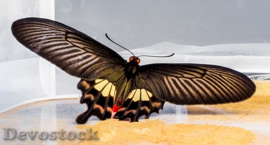 Devostock Butterfly colorful  (377)