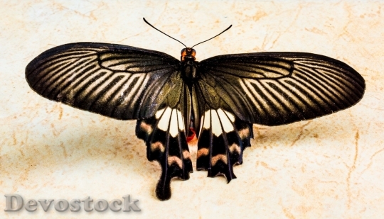 Devostock Butterfly colorful  (378)