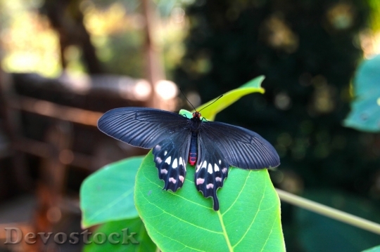 Devostock Butterfly colorful  (379)