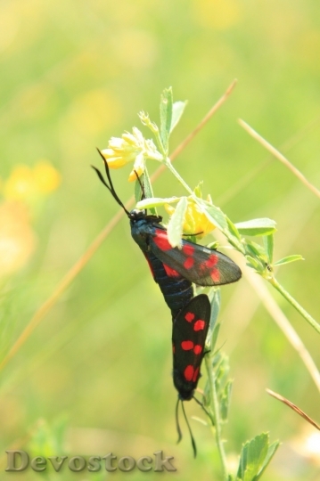 Devostock Butterfly colorful  (38)