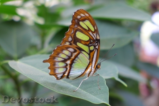 Devostock Butterfly colorful  (383)