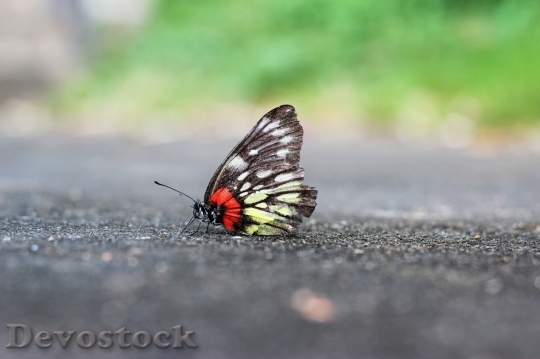 Devostock Butterfly colorful  (384)