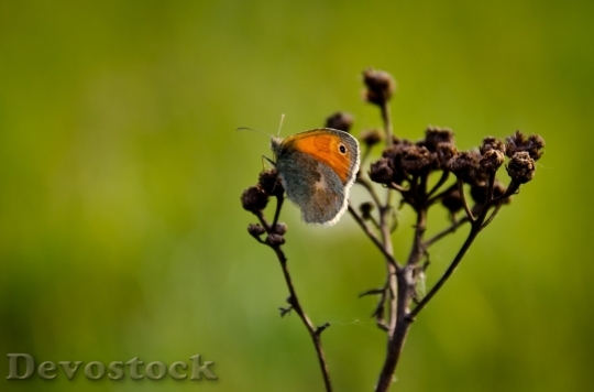 Devostock Butterfly colorful  (385)