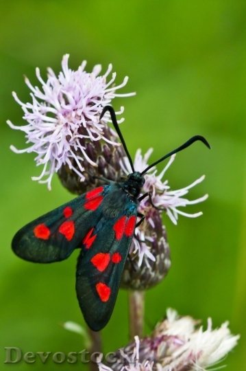 Devostock Butterfly colorful  (386)