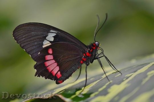 Devostock Butterfly colorful  (388)