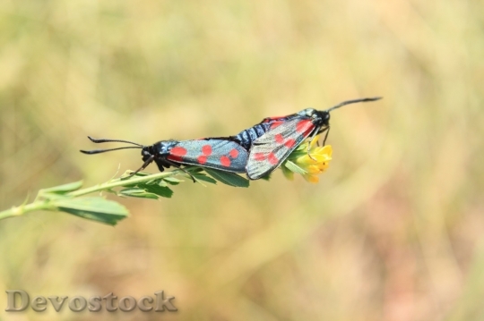 Devostock Butterfly colorful  (39)