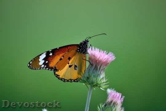 Devostock Butterfly colorful  (390)
