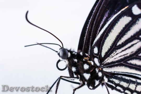 Devostock Butterfly colorful  (392)