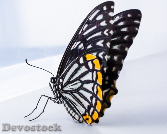 Devostock Butterfly colorful  (393)