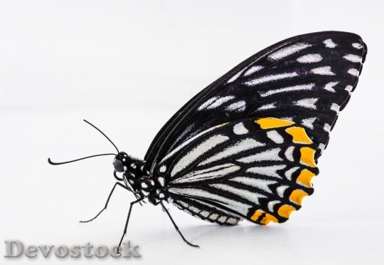 Devostock Butterfly colorful  (395)