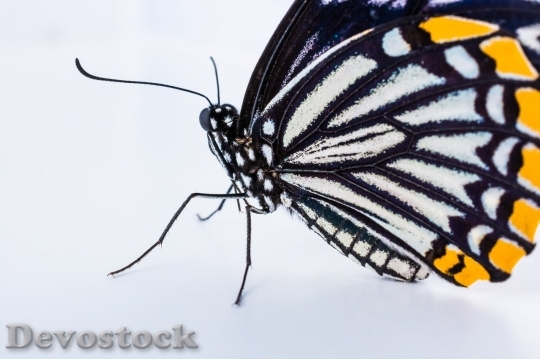 Devostock Butterfly colorful  (397)