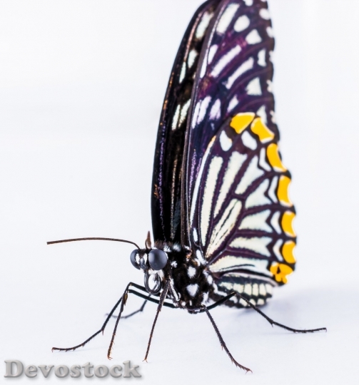 Devostock Butterfly colorful  (398)