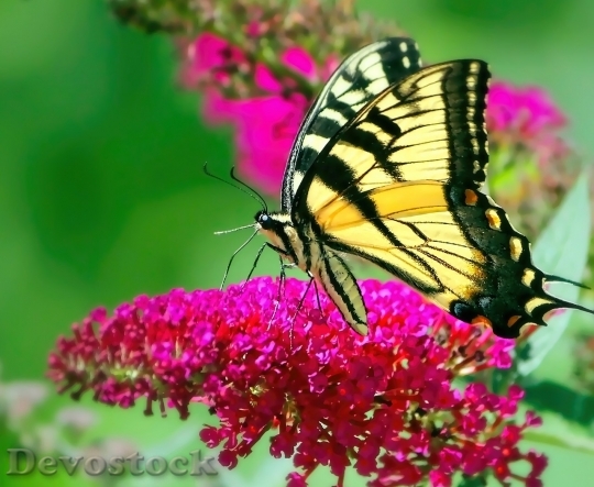 Devostock Butterfly colorful  (400)