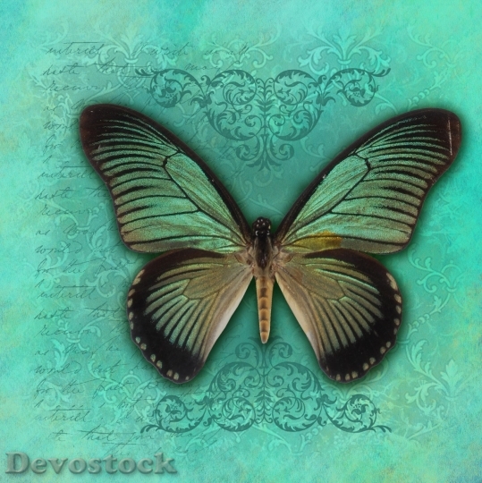 Devostock Butterfly colorful  (406)