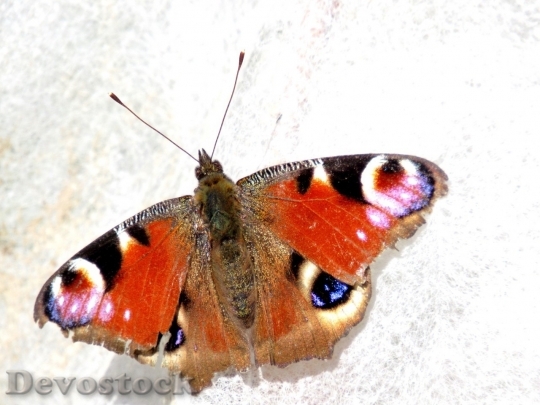 Devostock Butterfly colorful  (407)