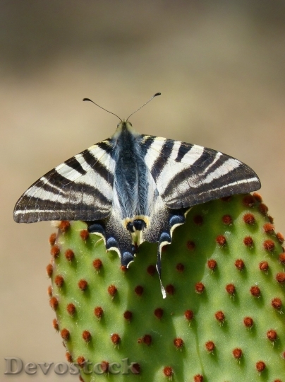 Devostock Butterfly colorful  (408)