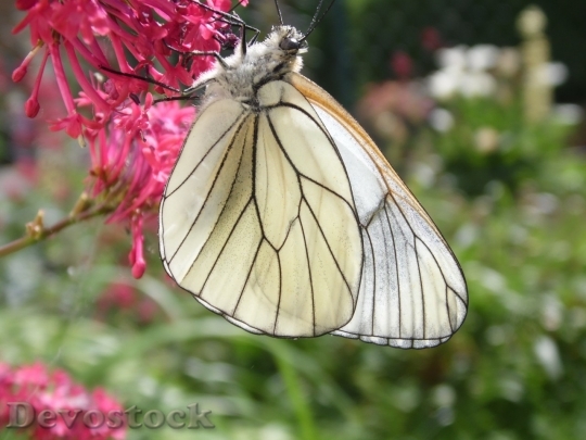 Devostock Butterfly colorful  (409)