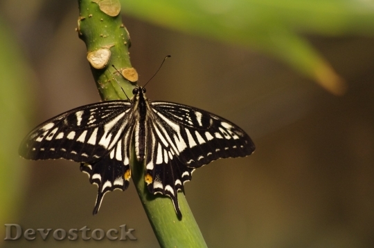 Devostock Butterfly colorful  (41)