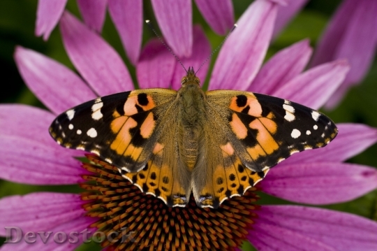 Devostock Butterfly colorful  (410)
