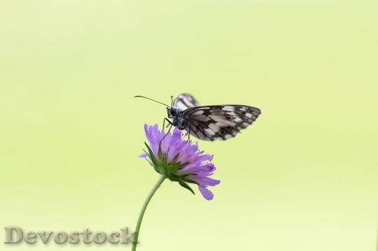 Devostock Butterfly colorful  (412)