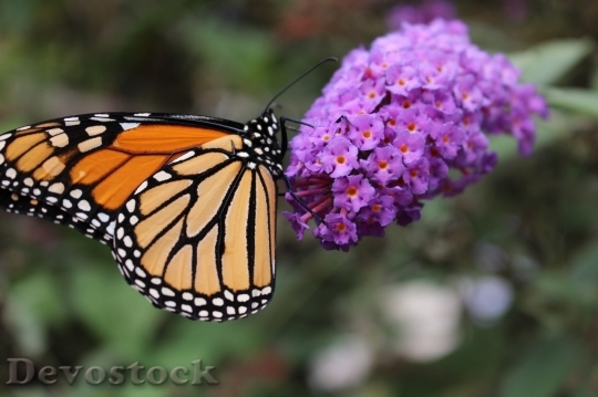 Devostock Butterfly colorful  (414)