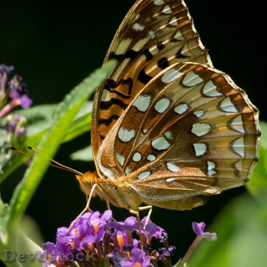 Devostock Butterfly colorful  (415)