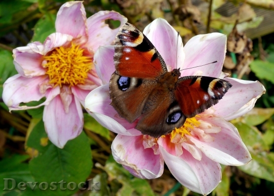 Devostock Butterfly colorful  (417)