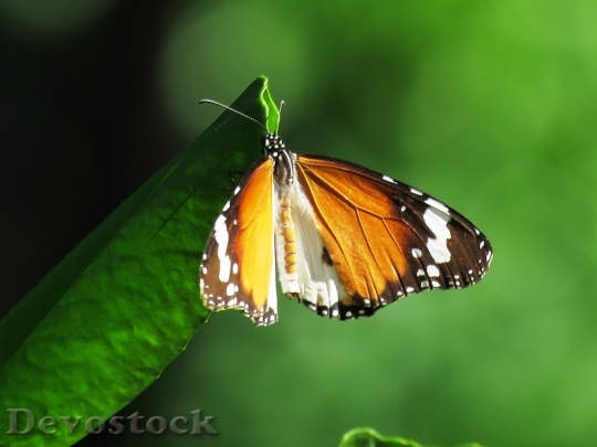 Devostock Butterfly colorful  (418)
