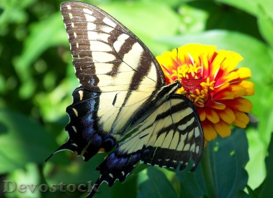 Devostock Butterfly colorful  (42)