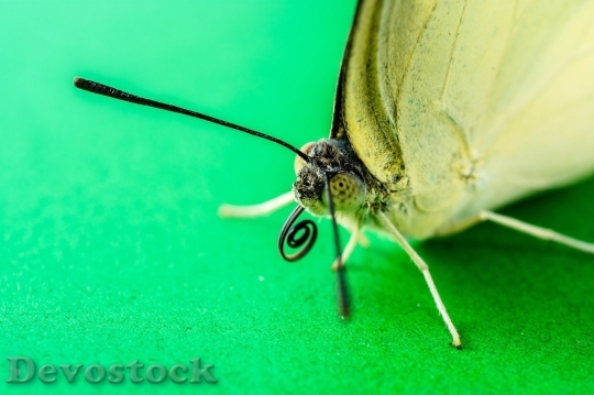 Devostock Butterfly colorful  (423)