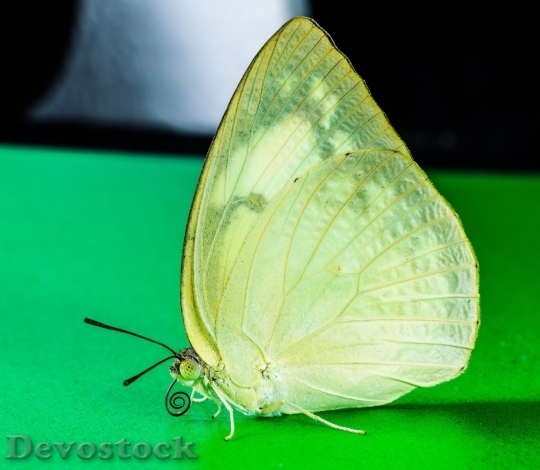 Devostock Butterfly colorful  (424)