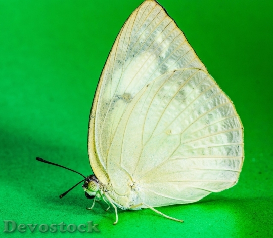 Devostock Butterfly colorful  (425)