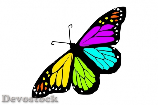 Devostock Butterfly colorful  (426)
