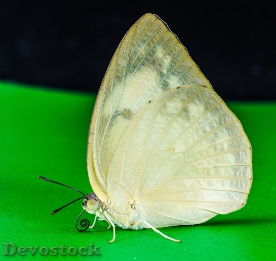 Devostock Butterfly colorful  (427)