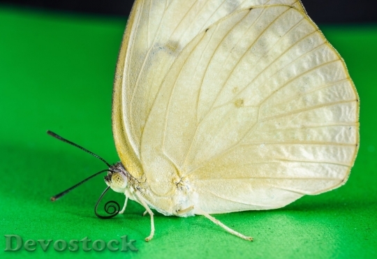 Devostock Butterfly colorful  (428)
