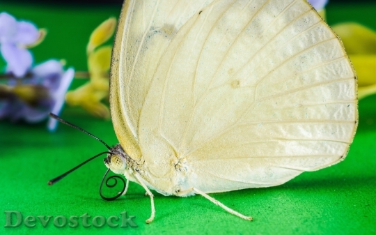 Devostock Butterfly colorful  (429)
