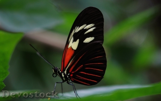 Devostock Butterfly colorful  (43)