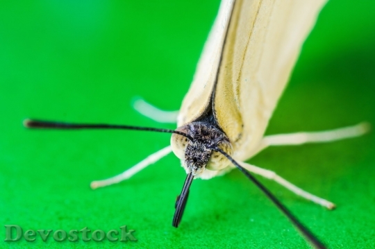 Devostock Butterfly colorful  (430)