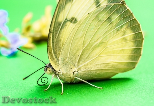 Devostock Butterfly colorful  (432)