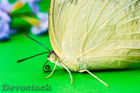Devostock Butterfly colorful  (433)