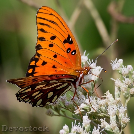 Devostock Butterfly colorful  (434)