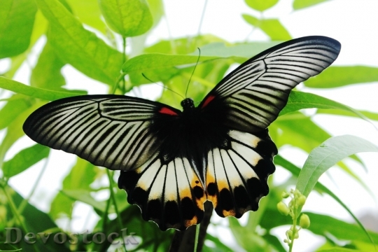 Devostock Butterfly colorful  (437)