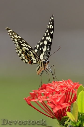 Devostock Butterfly colorful  (439)