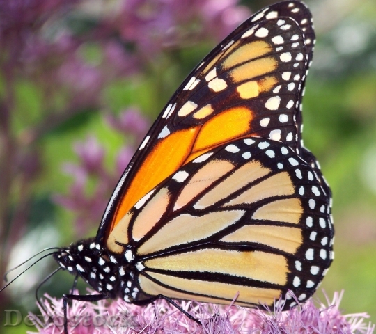 Devostock Butterfly colorful  (44)