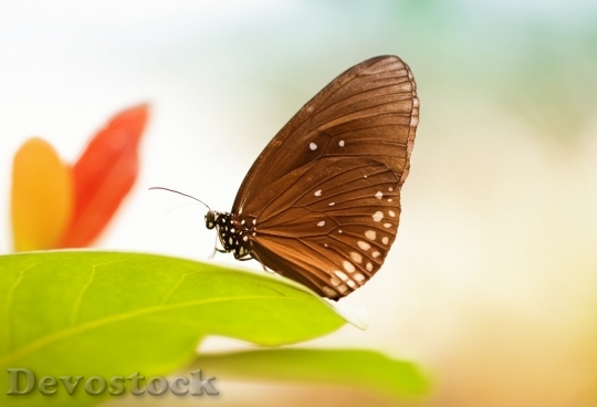 Devostock Butterfly colorful  (440)